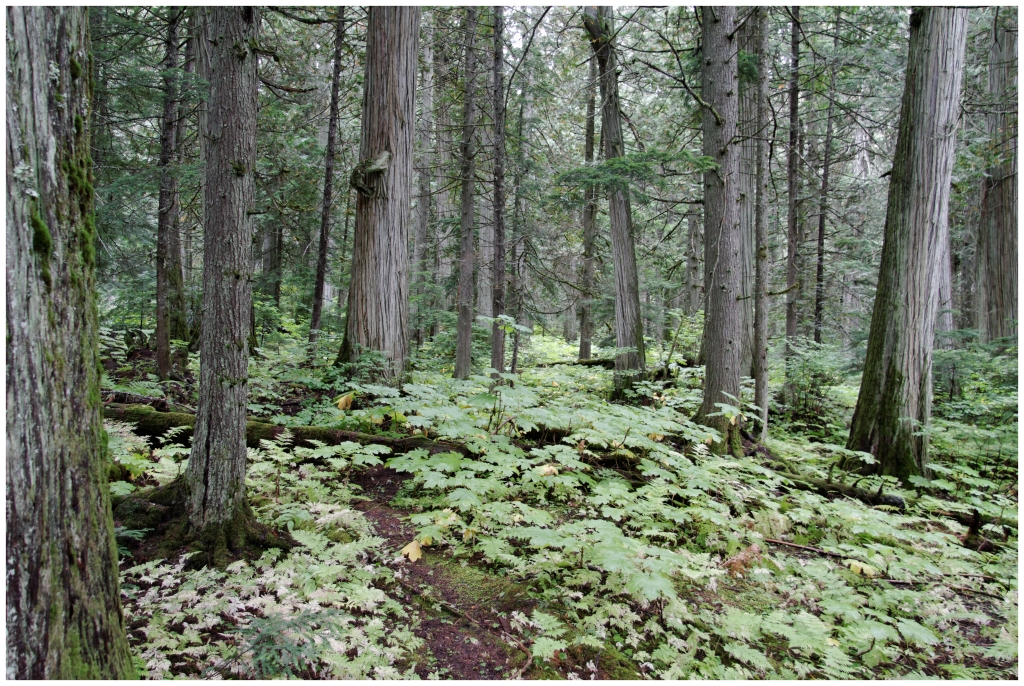 10 - Mont Revelstoke NP (2).jpg